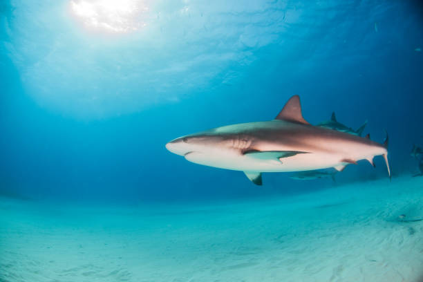 istock Caribbean reef shark at the Bahamas 1075715650