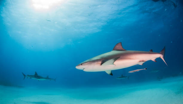 istock Caribbean reef shark at the Bahamas 1075715712