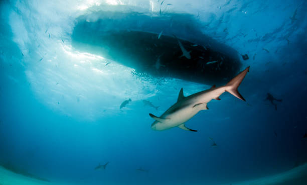 istock Caribbean reef shark at the Bahamas 1075719138