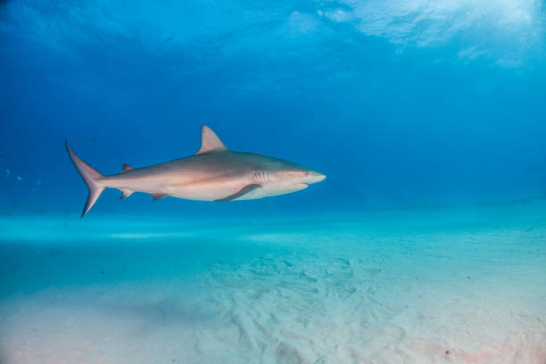 istock Caribbean reef shark at the Bahamas 1075719476