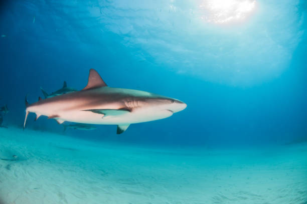 istock Caribbean reef shark at the Bahamas 1075719818