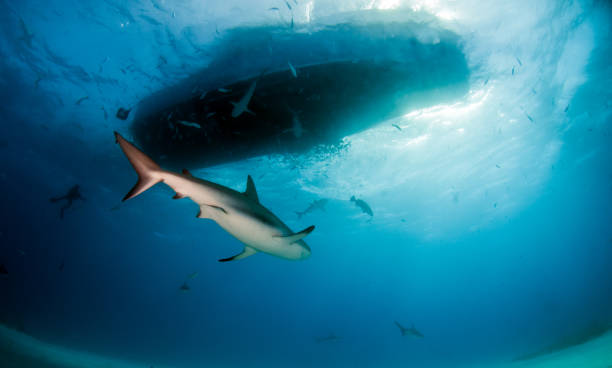istock Caribbean reef shark at the Bahamas 1075719984