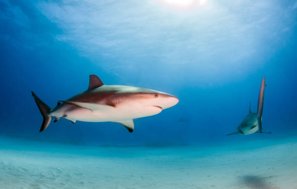 istock Caribbean reef shark at the Bahamas 1075720068