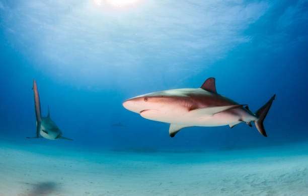 istock Caribbean reef shark at the Bahamas 1075720602