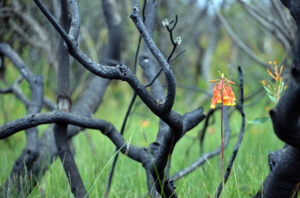 Perennial herb of the understory regenerating after a bushfire in heath vegetation near Wattamolla in 2018 campanas de navidad, blandfordia nobilis, familia blandfordiaceae, crece entre los árboles quemados y ennegrecidos tras un incendio, parque nacional, nueva gales del sur. primavera y la hierba perenne de floración de verano nativa de australia oriental.