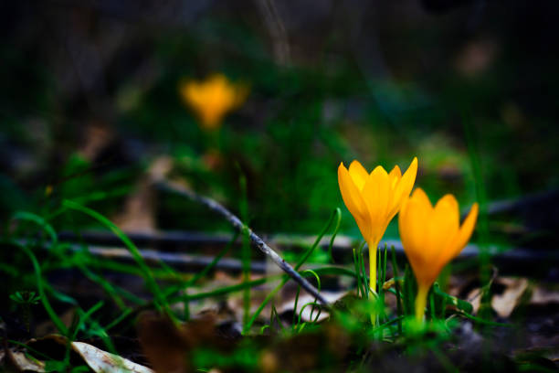 One of the first flowers to herald in spring, this little crocus delights us with its brilliant yellow blooms