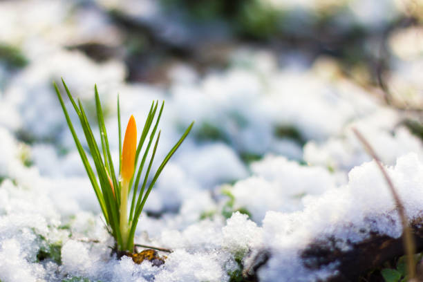 gelbe krokusse im verschneiten garten - märz stock-fotos und bilder