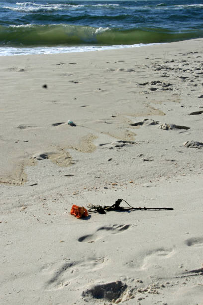 istock Orange Long Stem Rose in the sand at the beach 1075734416