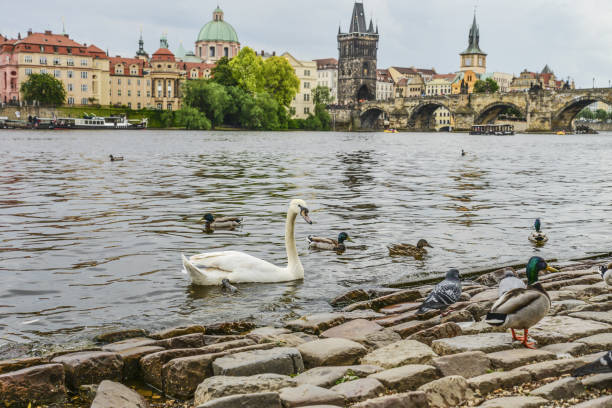 istock Image of Charles Bridge in Prague with swan 1075738924