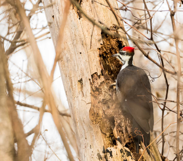 istock Pileated woodpecker in winter 1075740154