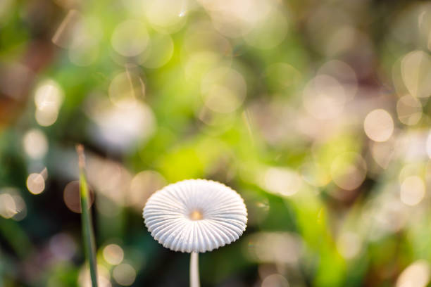 Fresh mushrooms on a branch in the forest