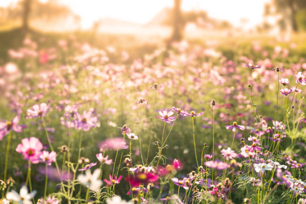 istock Pink cosmos flower field 1075754450
