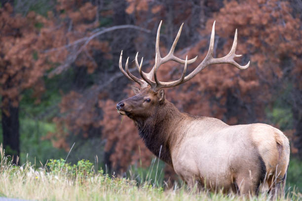 istock A large bull elk on the edge of the forest 1075766976