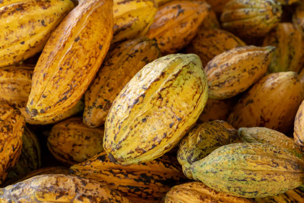 istock Cacao fruit, raw cacao beans and Cocoa pod background 1075773688