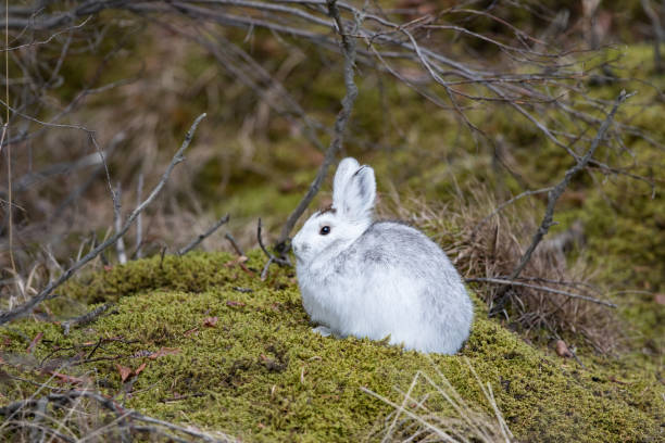 Snowshoe Hare Sitting on a Moss Covered Rock