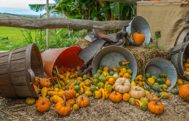 Maui Upcountry Pumpkin Patch