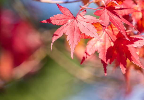 istock Beautiful red maple leaves in autumn sunny day, blue sky, close up, copy space, macro 1075783220