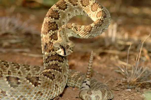 An adult mojave rattlesnake in a defensive stance.