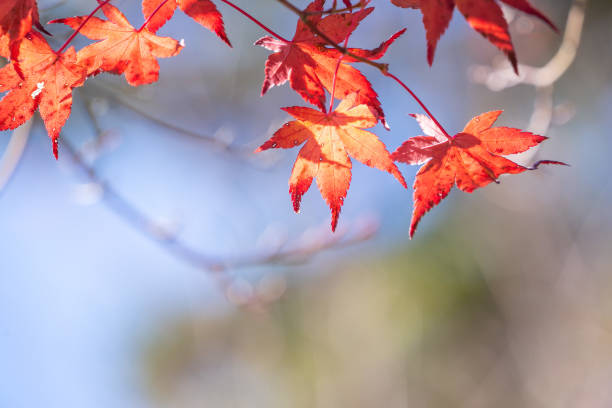 istock Beautiful red maple leaves in autumn sunny day, blue sky, close up, copy space, macro 1075784096