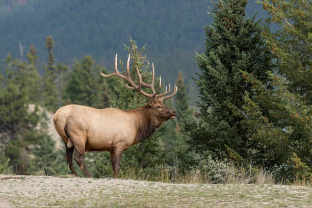 istock A large bull elk in jasper national park 1075787106