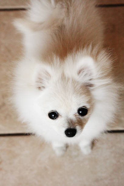 istock Teacup Pomeranian Puppy Dog 1075793524