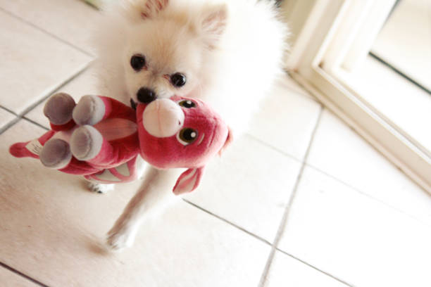 istock Teacup Pomeranian Puppy Dog 1075793528