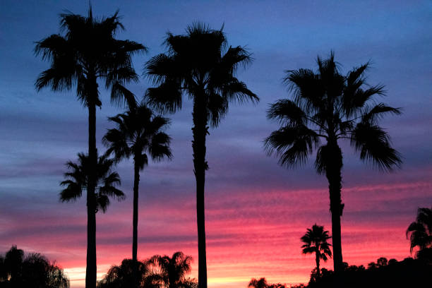 istock Palm Trees on a Colorful Evening 1075794568