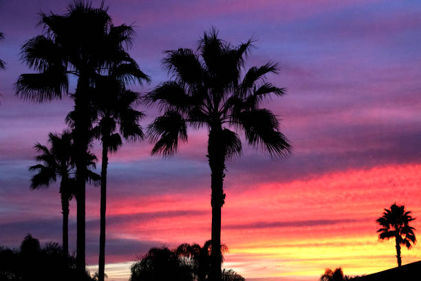 istock Palm Trees on a Colorful Evening 1075794578