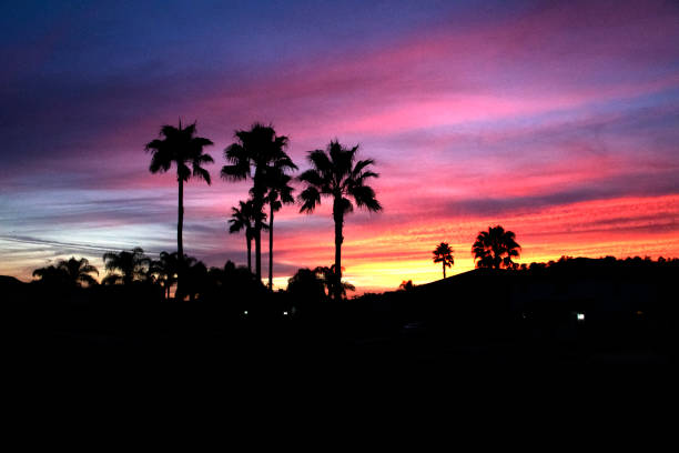 istock Palm Trees on a Colorful Evening 1075795006