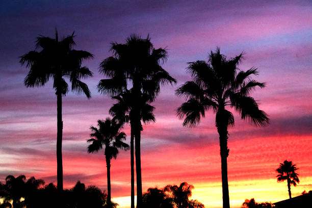 istock Palm Trees on a Colorful Evening 1075795030