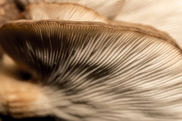 istock Amazing mushroom background and texture. Close up shot. 1075820868