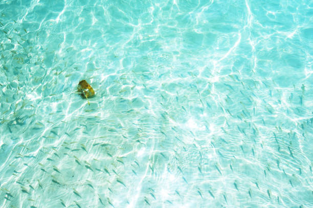 Shallow Transparent Clear Sea Water With Small Fish