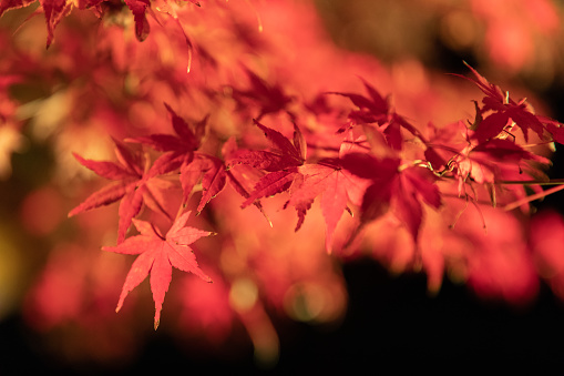 Maple leaves night illumination