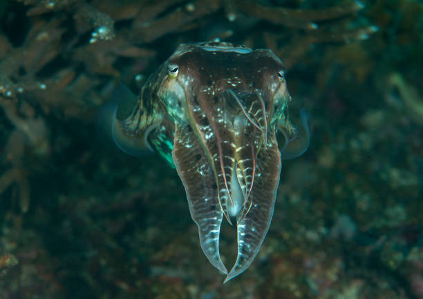 istock Common cuttlefish  over coral reef of Bali 1075824148