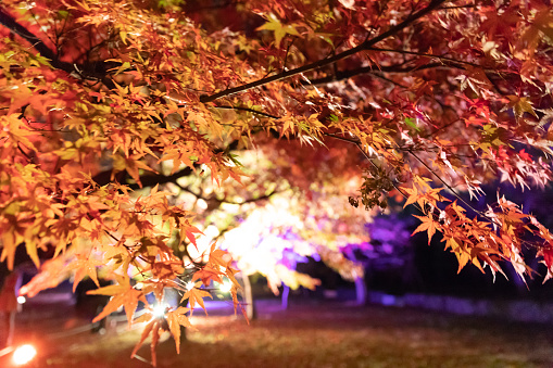 Maple leaves night illumination