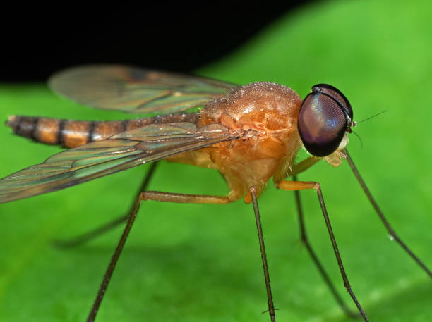 istock Macro Photo of Orange Robber Fly on Green Leaf 1075828648