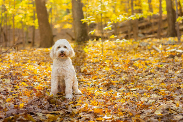 istock Happy dog sitting in forest 1075838132