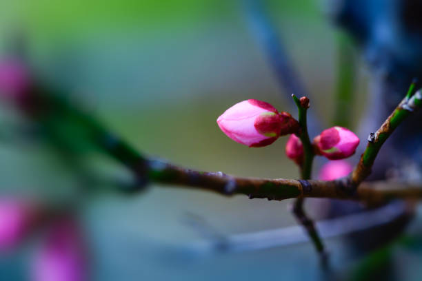 istock Japanese plum blossoms 1075838754
