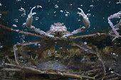 krebse-im-aquarium.jpg?b=1&s=170x170&k=20&c=IORbGw4QsdOu6670xxQG28iCdUqfZkrT09wfrydfVsw=