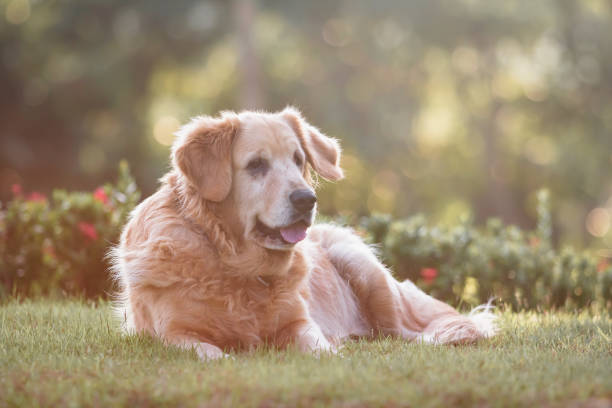 istock portrait of golden retriver dog 1075845296