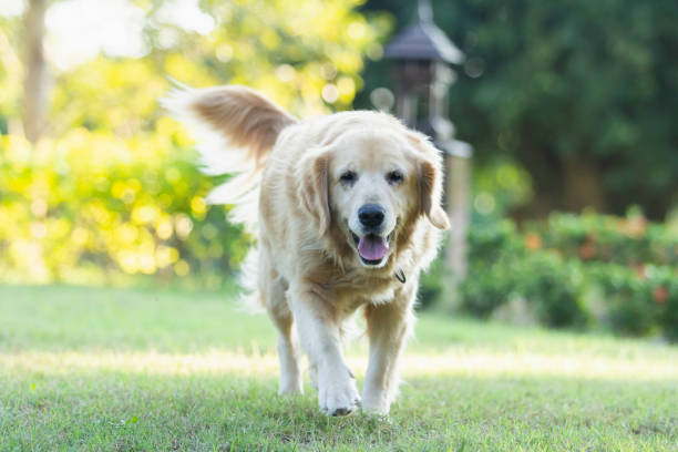 istock portrait of golden retriver dog 1075845362