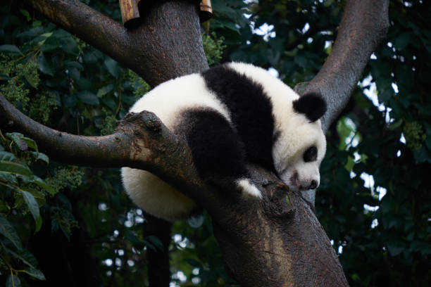 istock Giant Panda at the Giant Panda Breeding Research Base (Xiongmao Jidi), China 1075850692