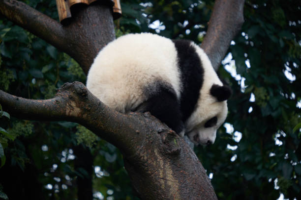 istock Giant Panda at the Giant Panda Breeding Research Base (Xiongmao Jidi), China 1075850698