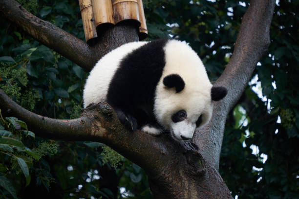 istock Giant Panda at the Giant Panda Breeding Research Base (Xiongmao Jidi), China 1075850704