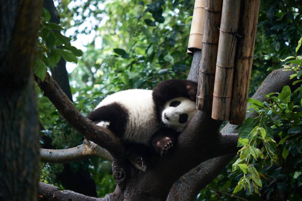 istock Giant Panda at the Giant Panda Breeding Research Base (Xiongmao Jidi), China 1075850706