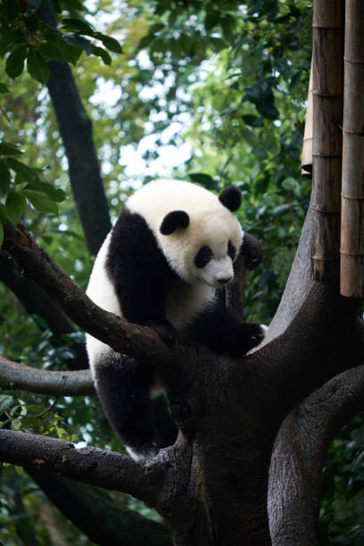 istock Giant Panda at the Giant Panda Breeding Research Base (Xiongmao Jidi), China 1075850714
