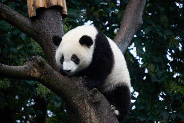 istock Giant Panda at the Giant Panda Breeding Research Base (Xiongmao Jidi), China 1075850720