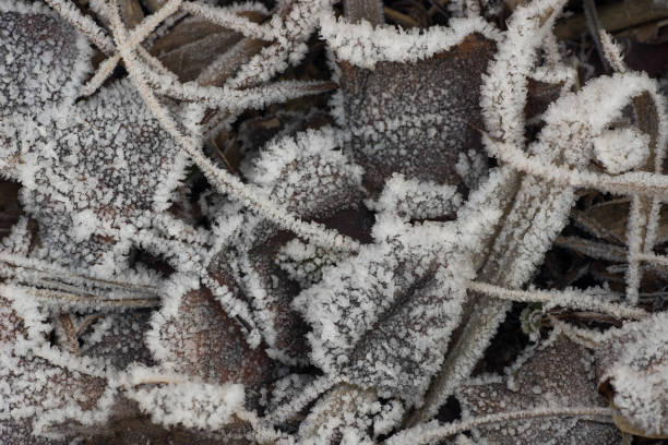 istock fallen leaves covered with hoarfrost 1075852150