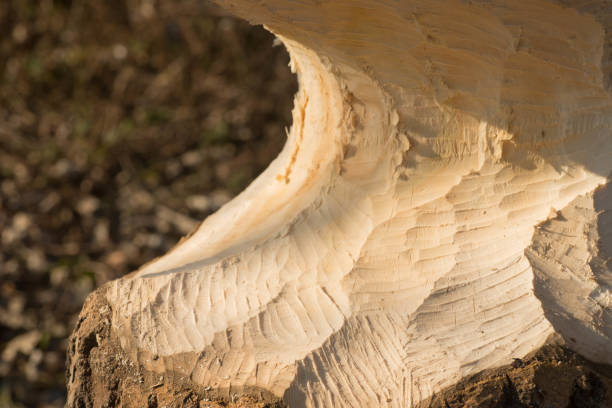 istock tree trunk with marks of beaver teeth 1075853284