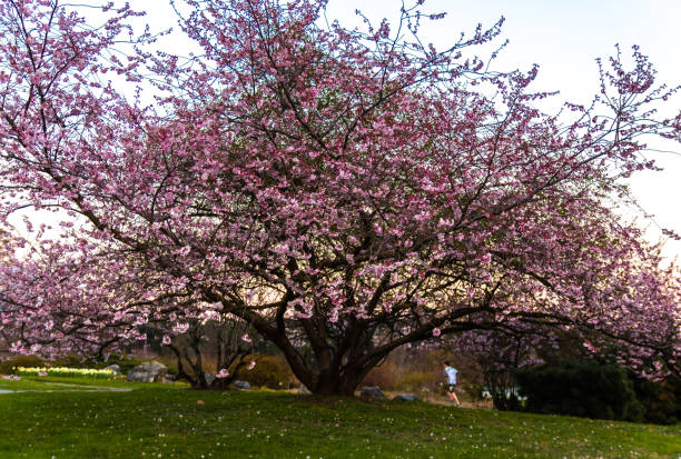 istock Trees of Pink 1075858684
